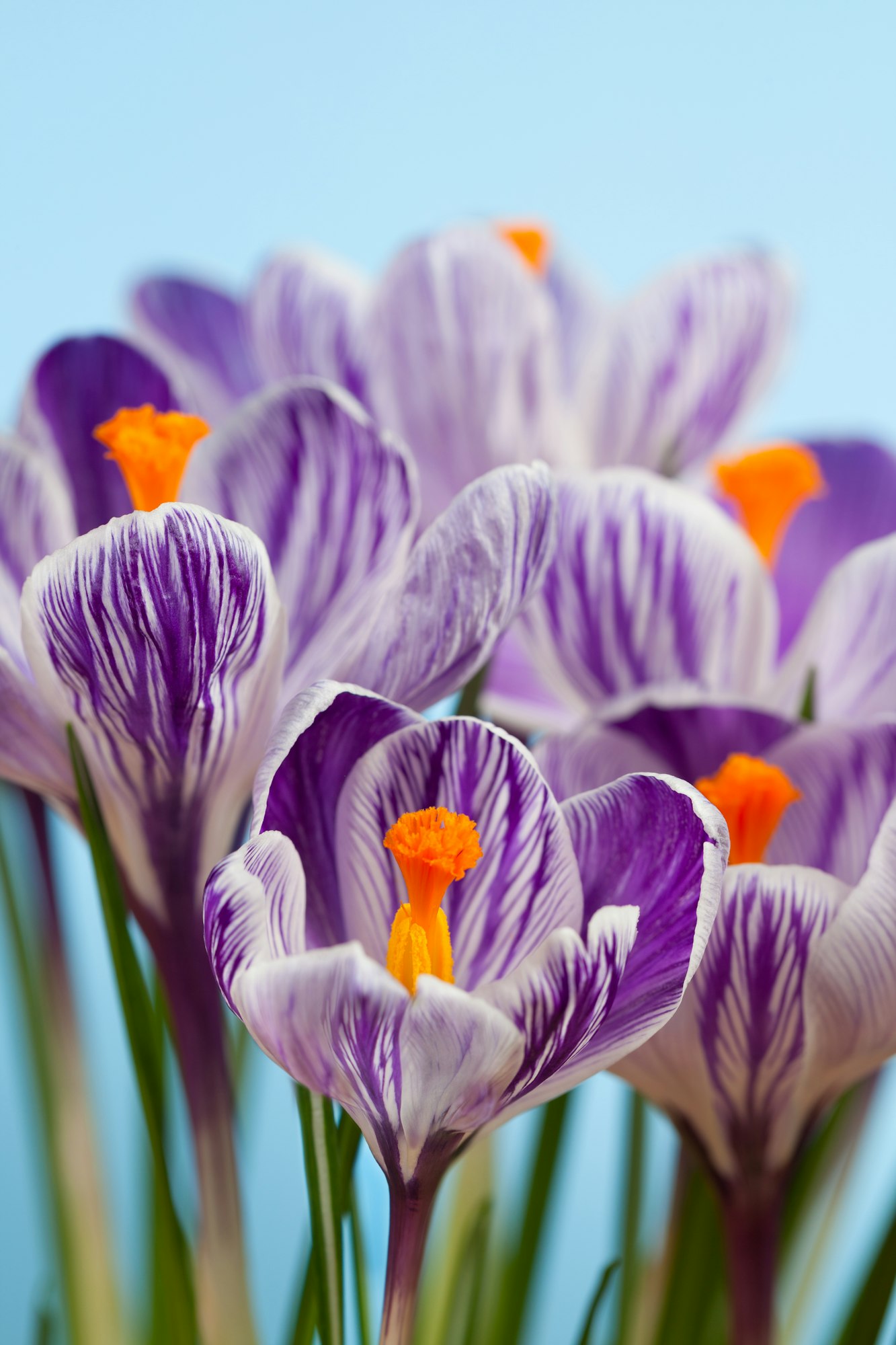 Crocus flowers