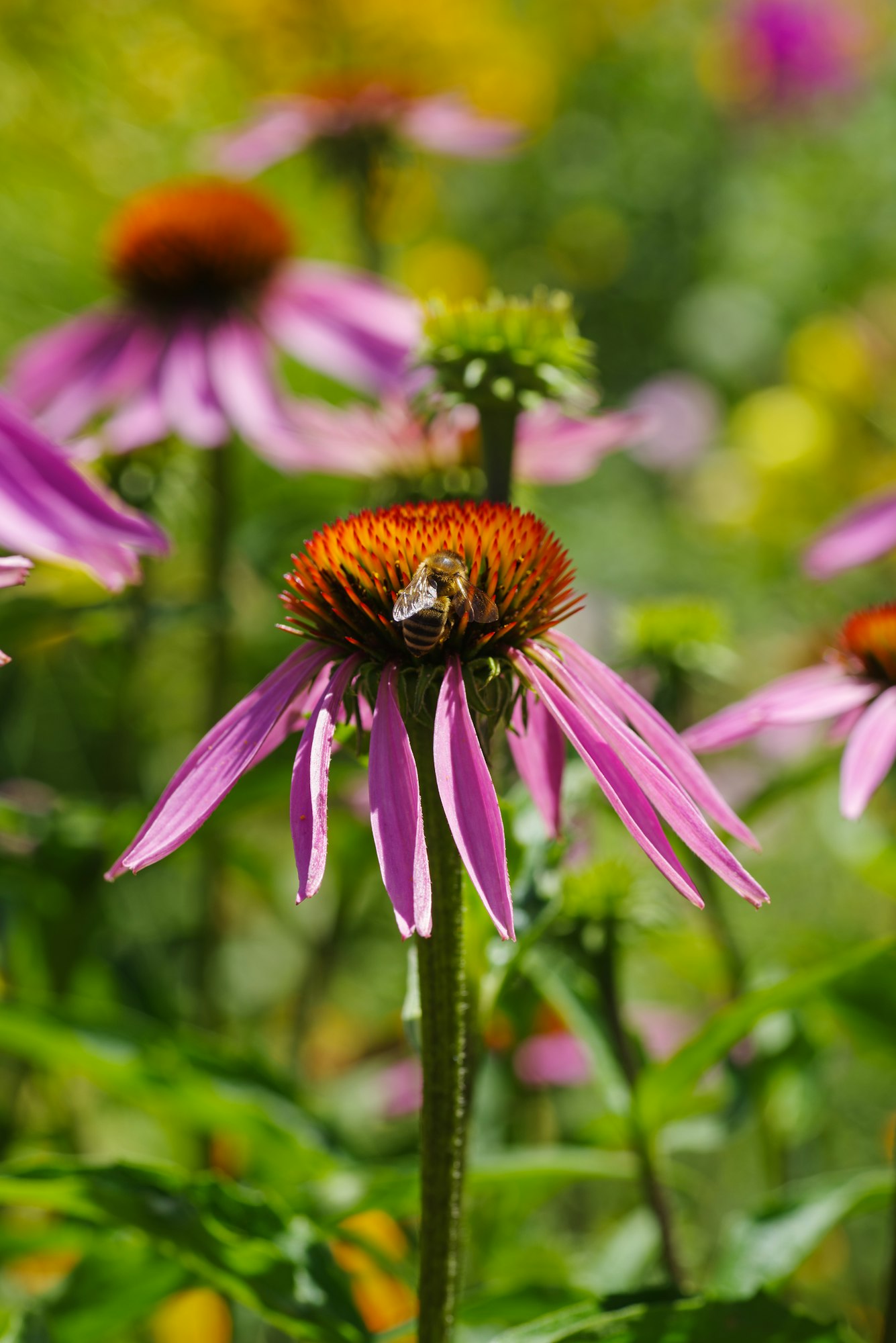 Echinacea purpurea flower and honey bee