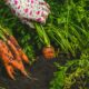 Carrots Growth Stages & Timelines