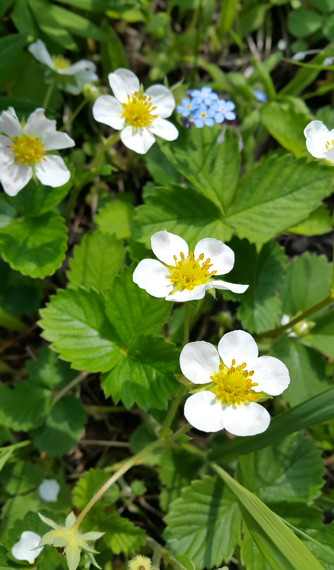 Flowers and leaves of strawberry
