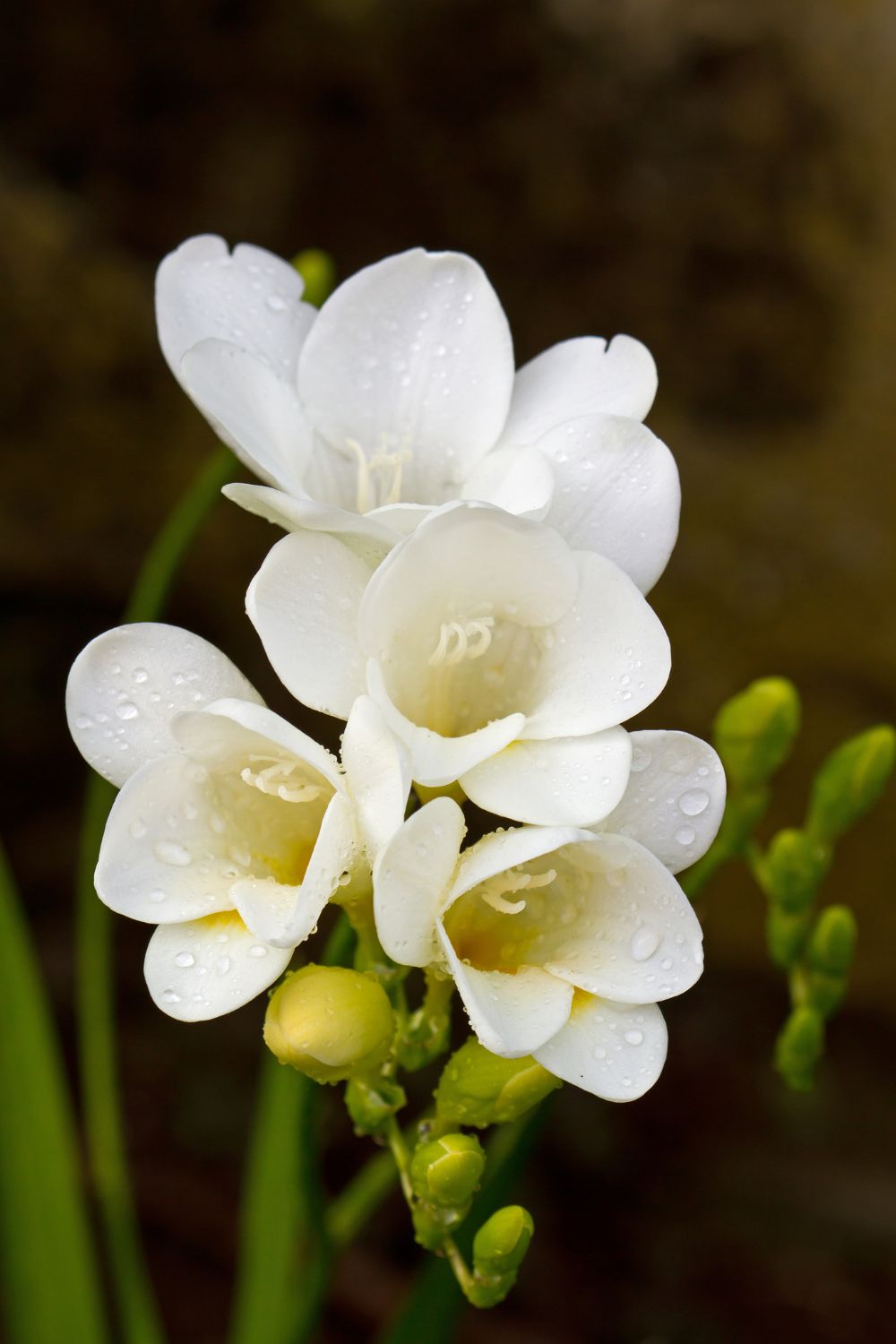 freesia flower
