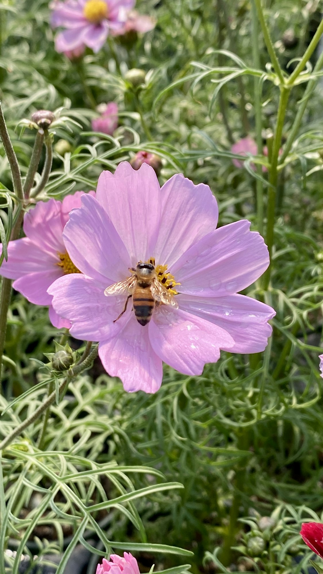 Honey bee on purple cosmos flower