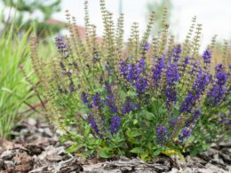 Lavender Growth Stages & Timelines