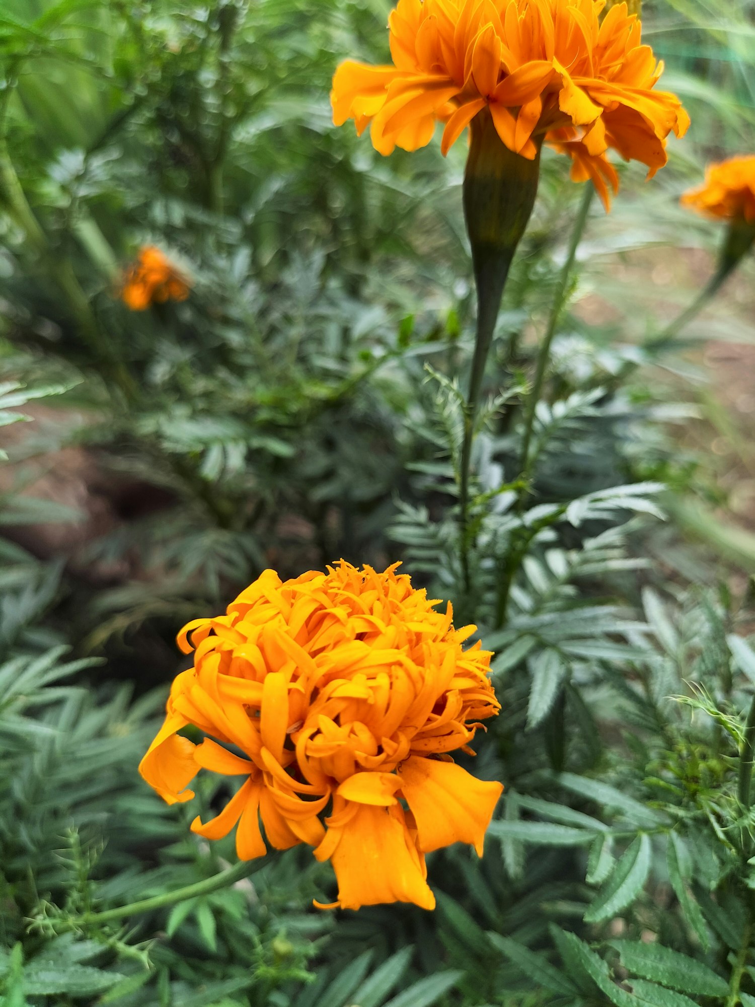 Marigolds with green stem