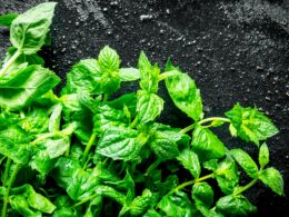 Mint Growth Stages