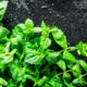 Mint Growth Stages