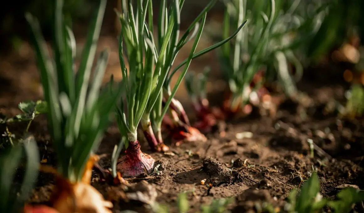 Onions Growth Stages & Timelines