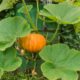 Pumpkins Growth Stages & Timelines