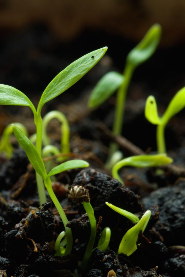 Parsley Growth Stages & Timelines (With Pictures) TheGrow