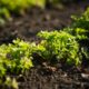 Parsley Growth Stages & Timelines