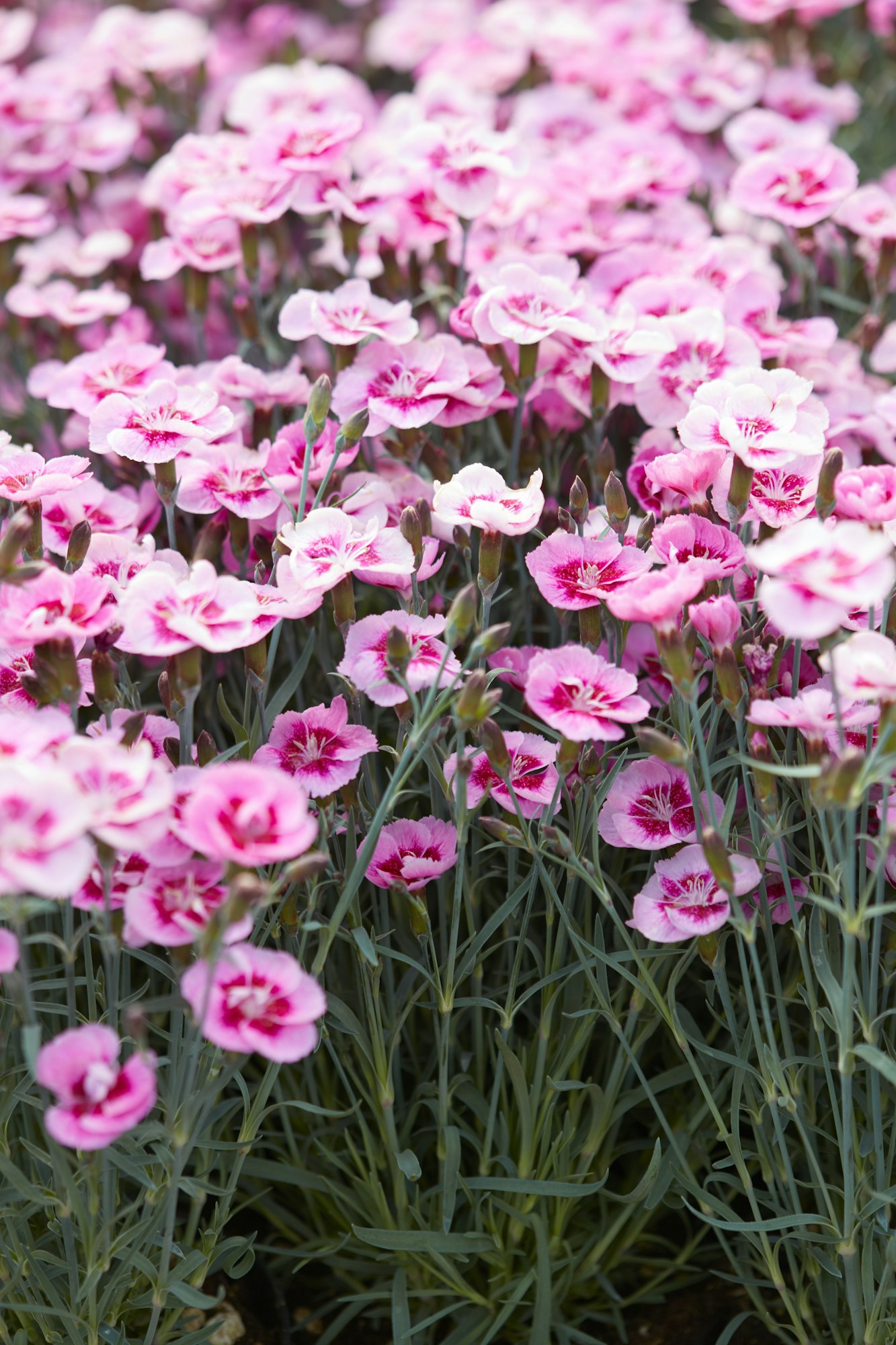Pink dianthus flowers