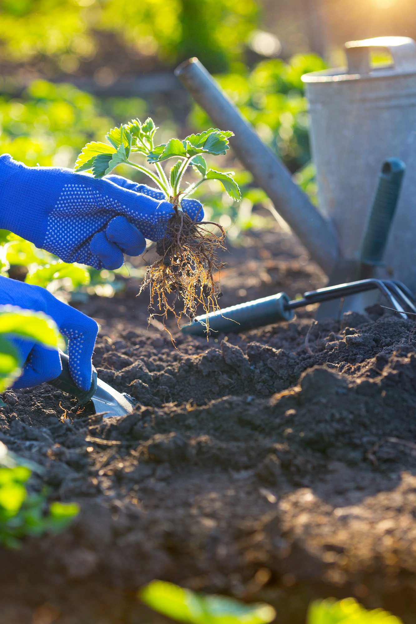 planting strawberries Planting & Germination