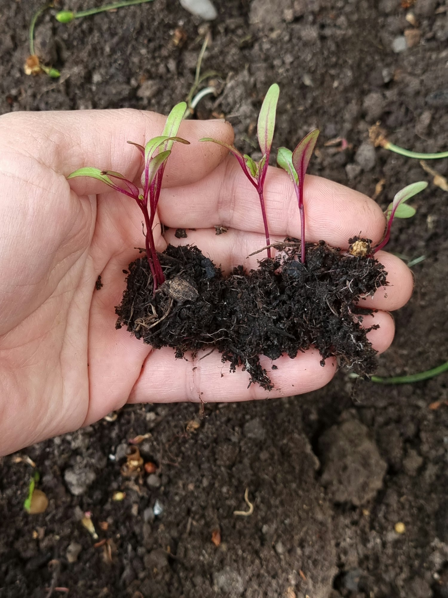 Beets plant Seed Germination