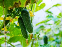 Cucumbers Growth Stages & Timelines