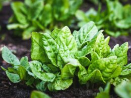 Spinach Growth Stages & Timelines