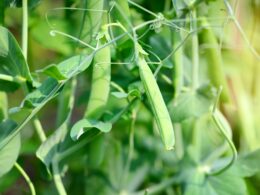 Peas Growth Stages & Timelines