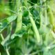 Peas Growth Stages & Timelines