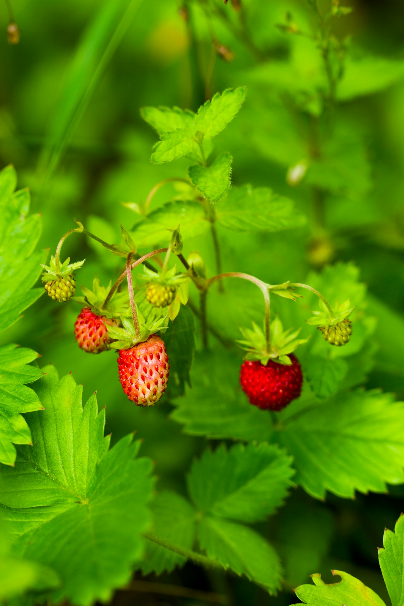 Wild strawberry berry