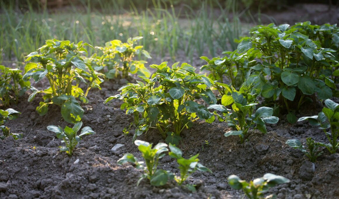 Potato Growth Stages & Timelines