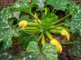 Zucchini Growth Stages & Timelines
