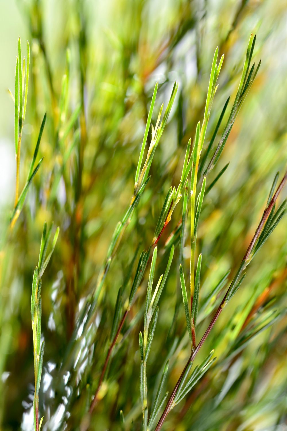 Rooibos plant