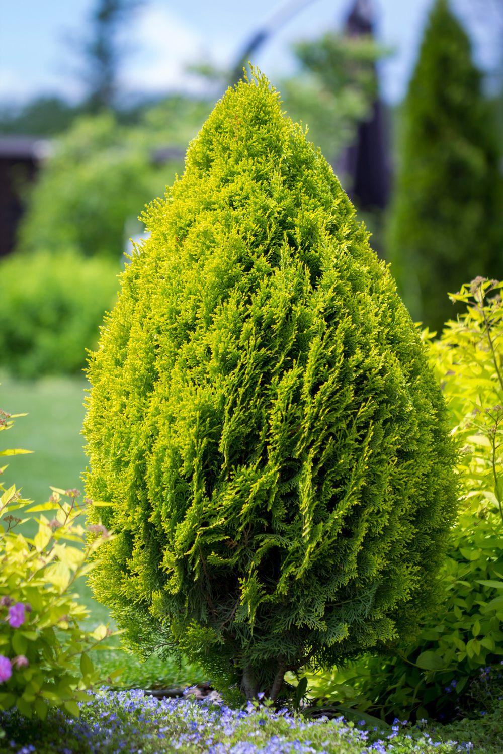 Arborvitae shrub