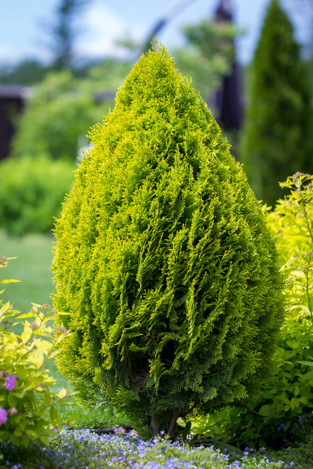 Arborvitae shrub