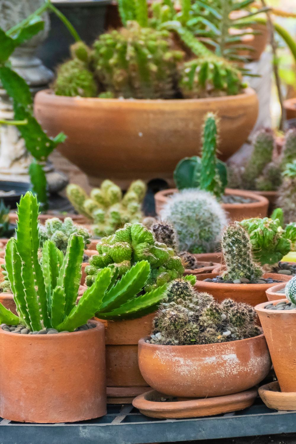 Cactus Varieties