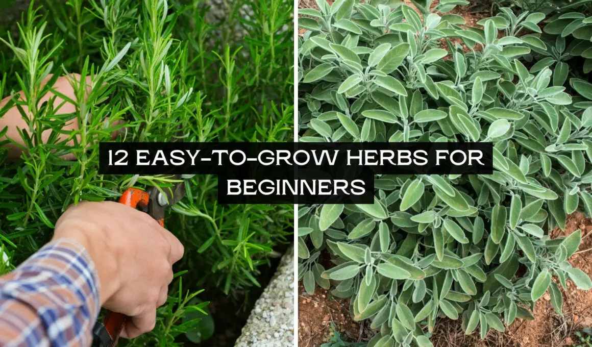 12 Easy-to-Grow Herbs for Beginners