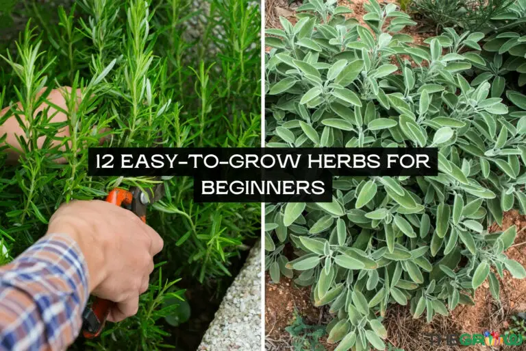 12 Easy-to-Grow Herbs for Beginners