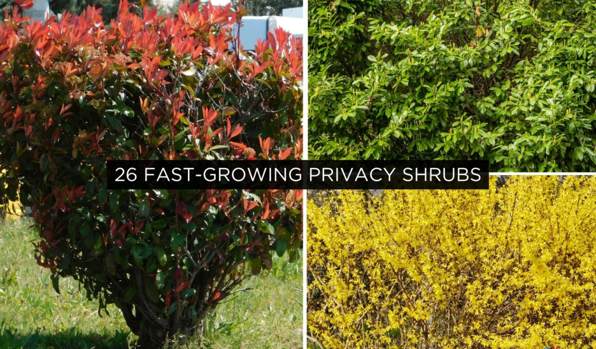 Fast-Growing Privacy Shrubs