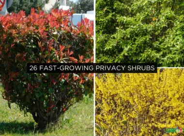 Fast-Growing Privacy Shrubs