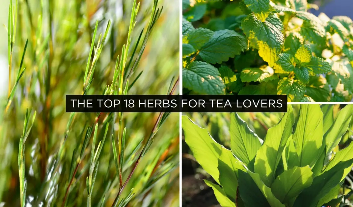 The Top 18 Herbs for Tea Lovers