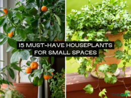 Must-Have Houseplants for Small Spaces