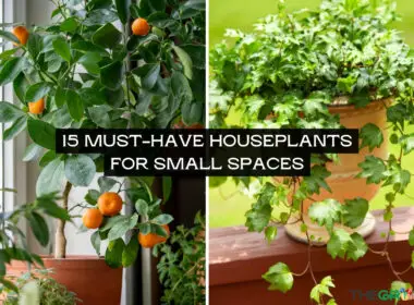 Must-Have Houseplants for Small Spaces