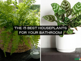 The 15 Best Houseplants for Your Bathroom
