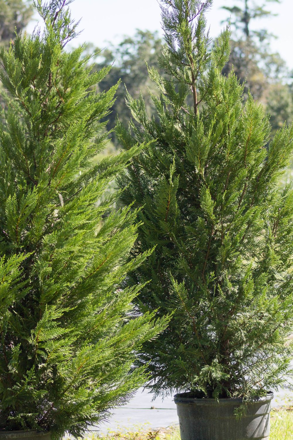 Leyland Cypress