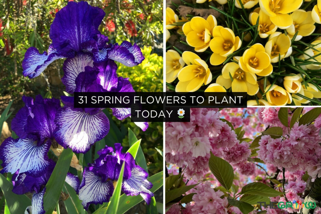 31 Spring Flowers to Plant Today