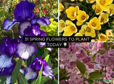 31 Spring Flowers to Plant Today