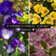 31 Spring Flowers to Plant Today