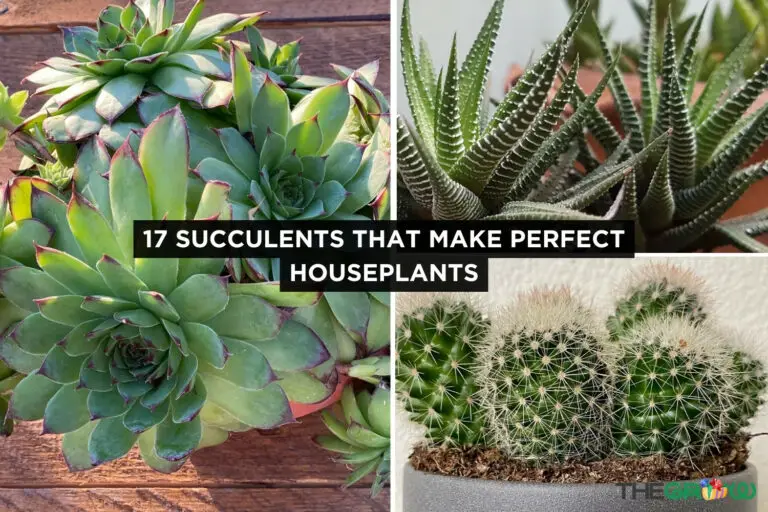 17 Succulents That Make Perfect Houseplants