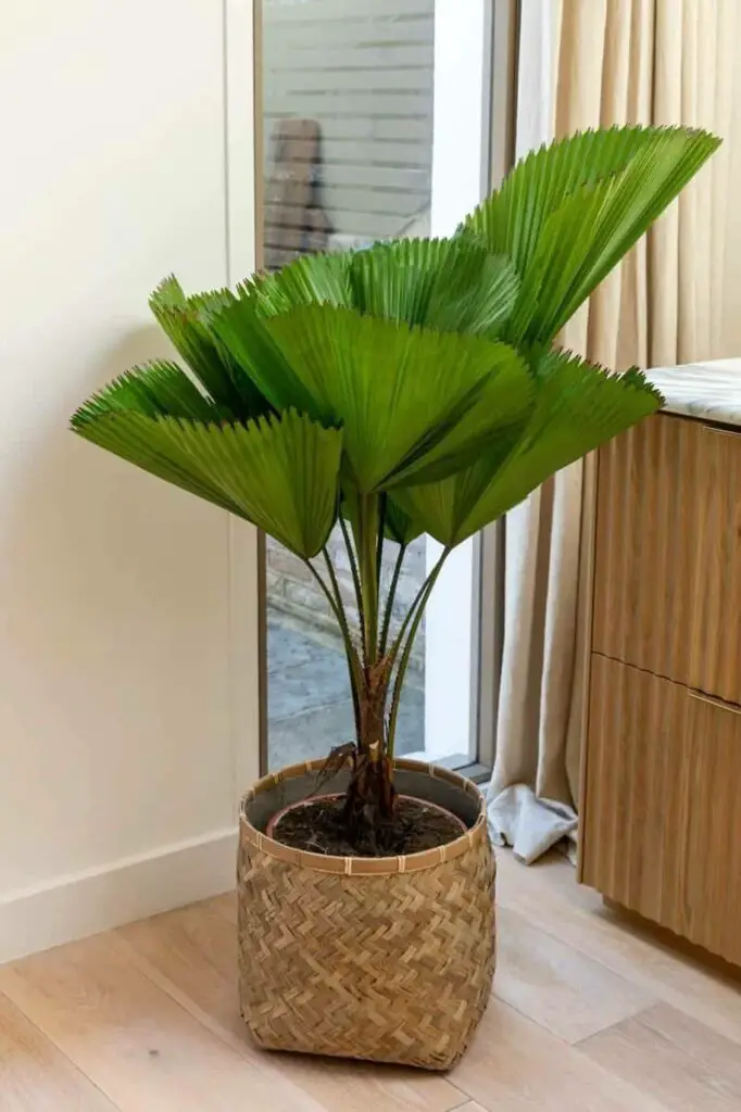 The Ruffled Fan Palm