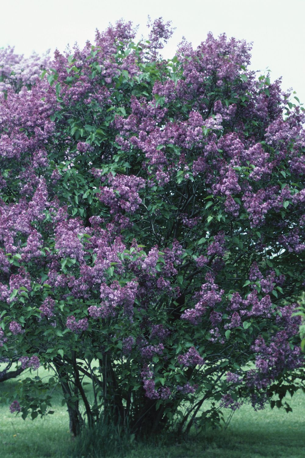 Lilac shrub