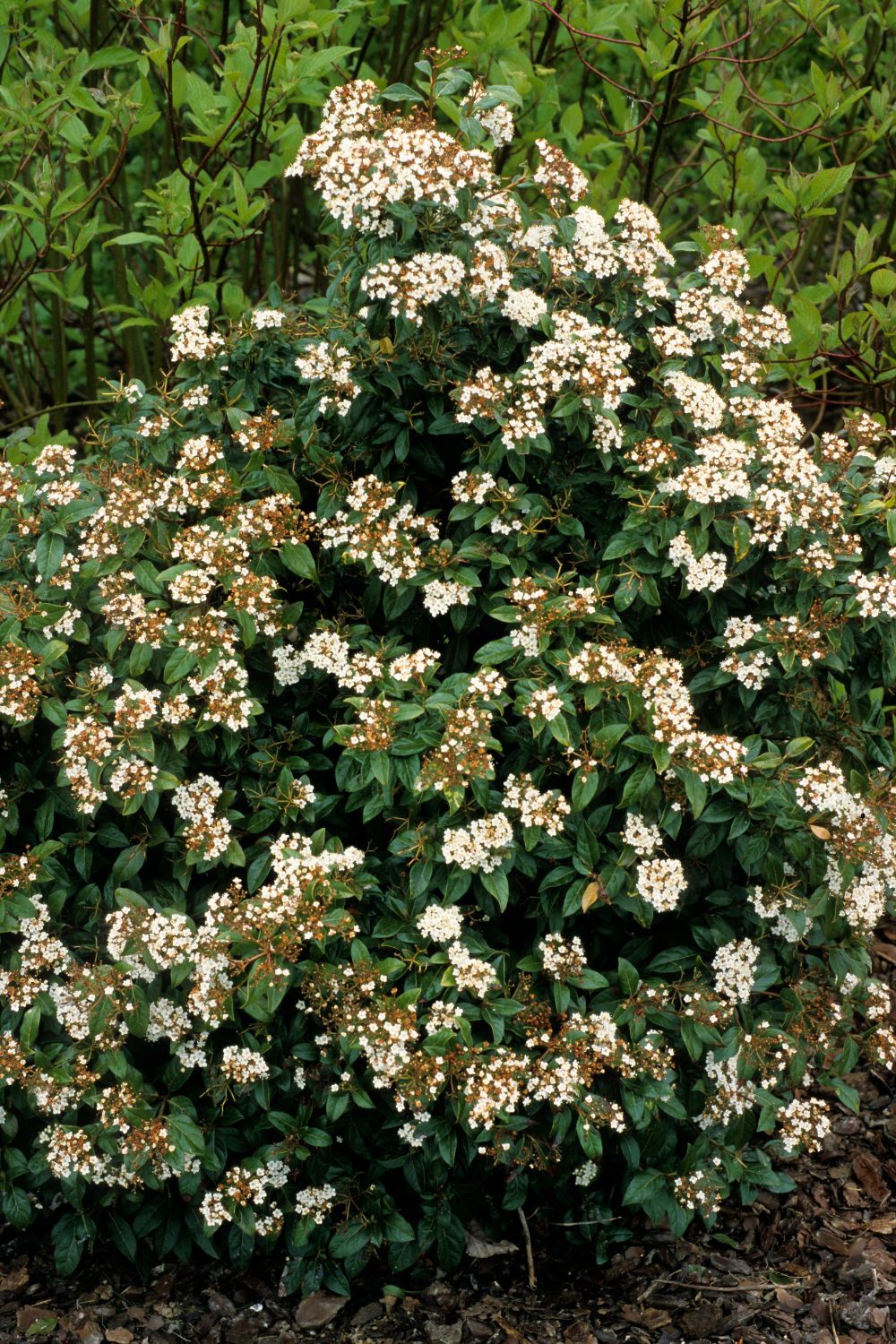 Viburnum