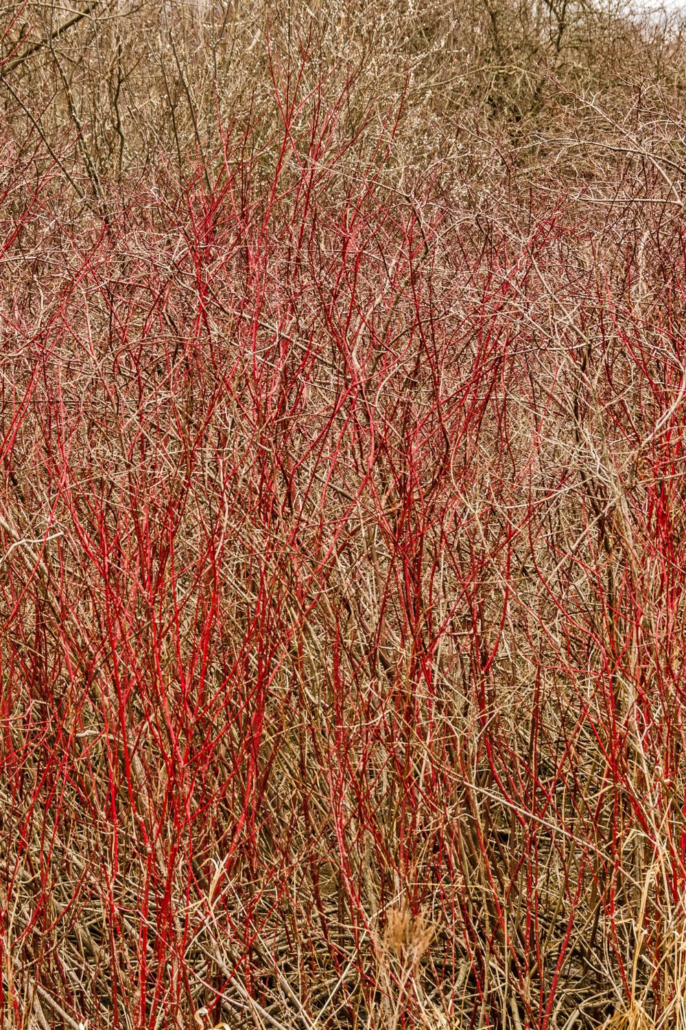 Red Twig Dogwood