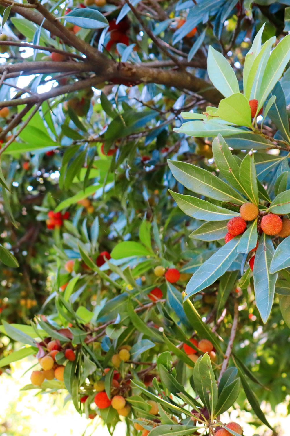 Wax Myrtle