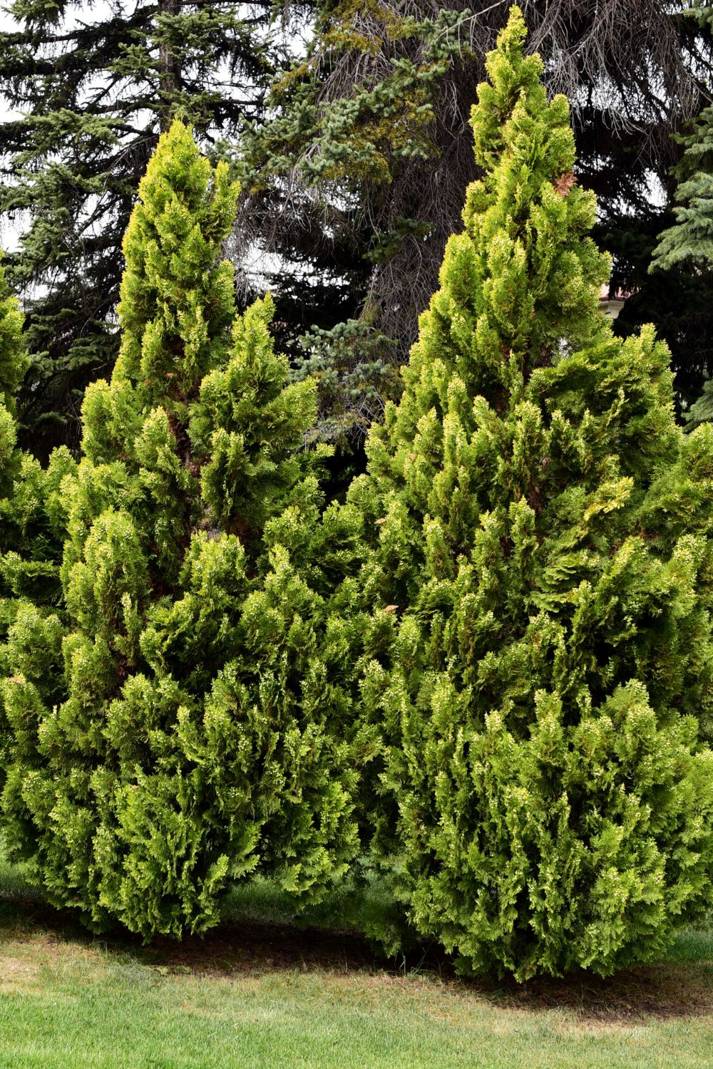 American Arborvitae shrub