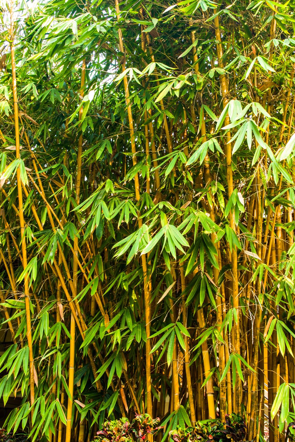 Golden Bamboo shrub