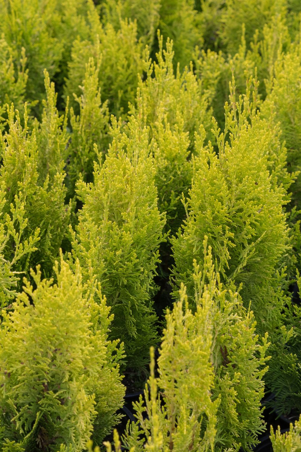 Emerald Green Arborvitae