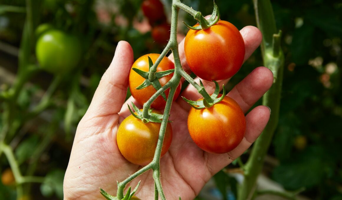 How to Grow Tomatoes At Home